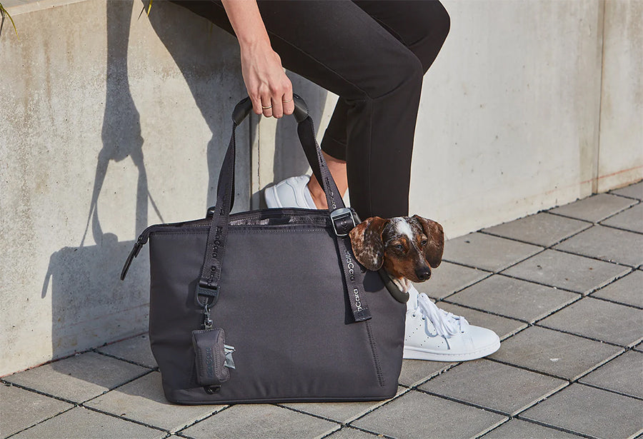 Dachshund inside the miacara trendy dog carrier
