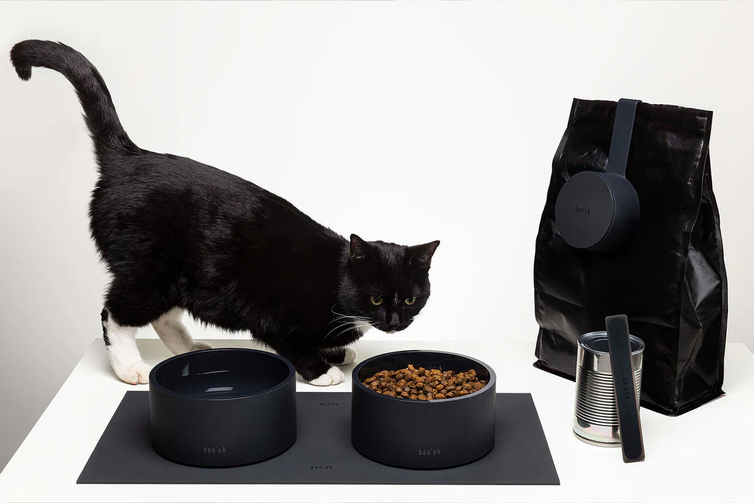 black cat with Boo oh mogo food and water bowls and starter kit