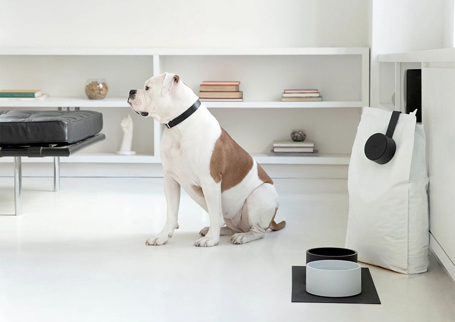 Bulldog terrier next to nontoxic Boo Oh food and water dog bowls