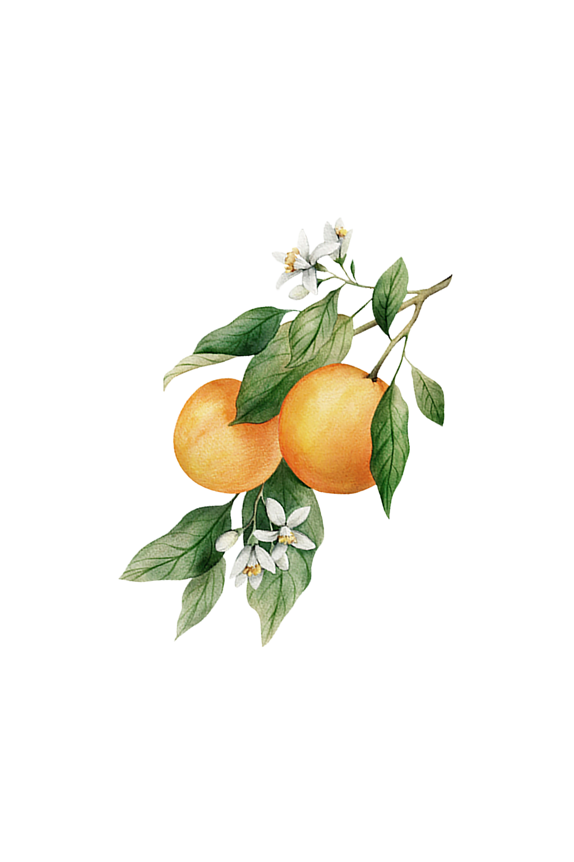 Orange Essential Oil