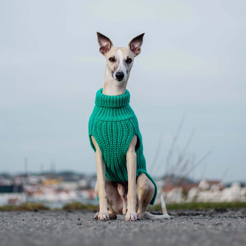 Italian hound in cozy Paikka winter dog sweater