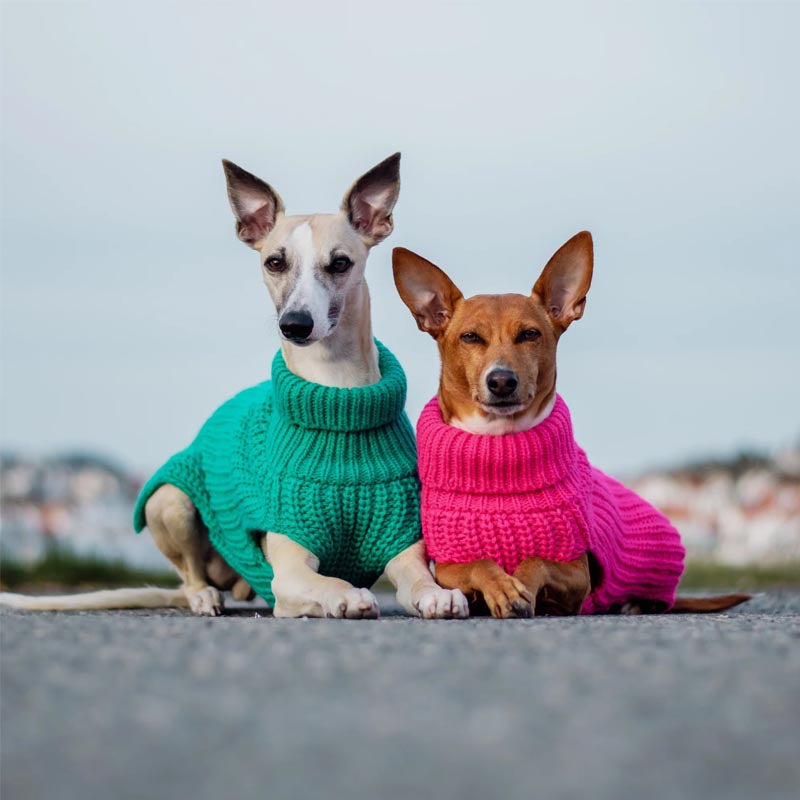Two small dogs in cozy Paikka sweaters