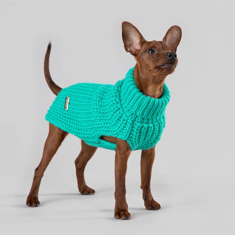 Chihuahua wearing a Paikka dog sweater 