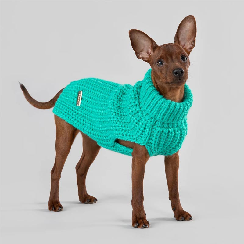 Chihuahua small dog wearing a green dog sweater for winter