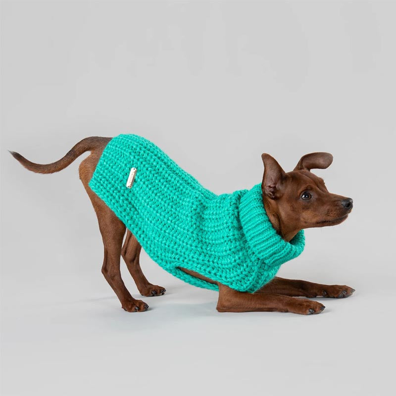 Chihuahua wearing a cozy Paikka winter dog sweater