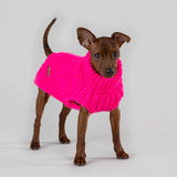 Small dog wearing a pink knit sweater