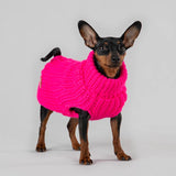 chihuahua wearing a knit sweater