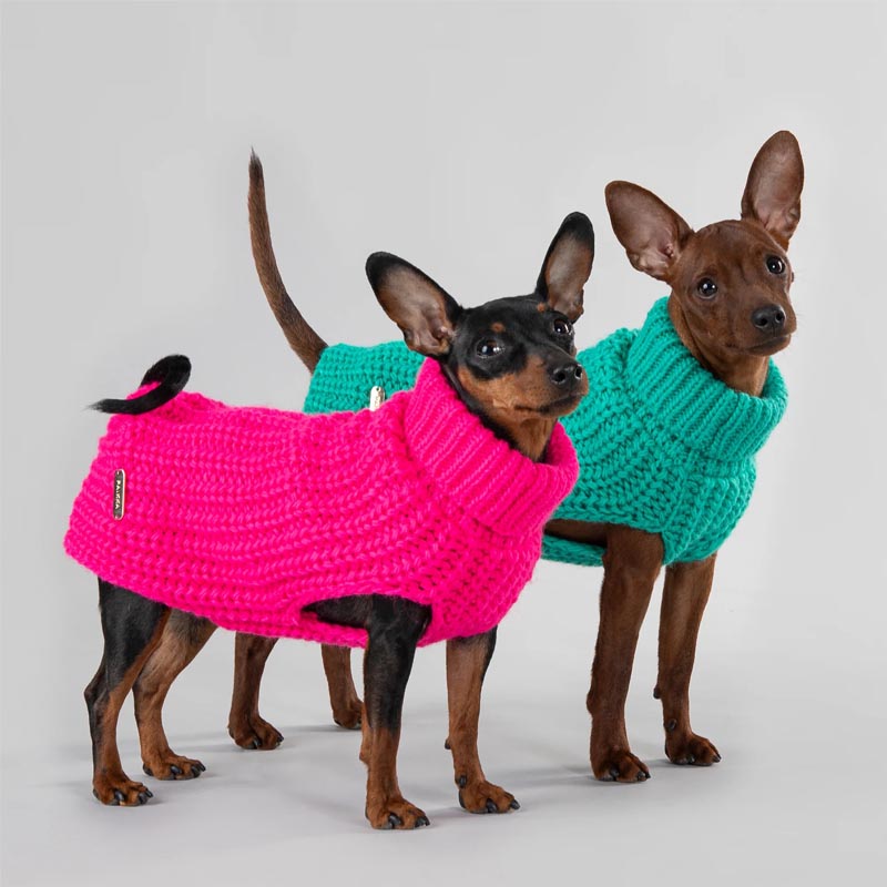 Two chihuahuas wearing warm Paikka knit sweaters