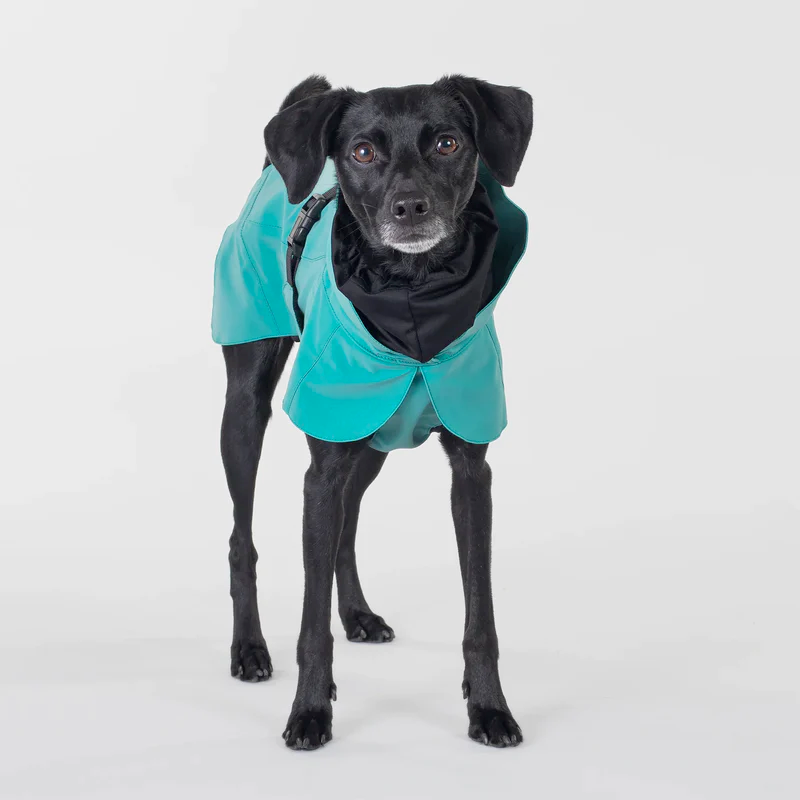 Black dog wearing Paikka dog jacket for rain and winter
