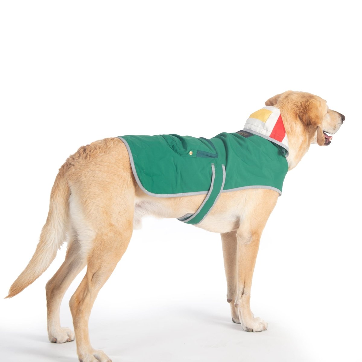Dog wearing a green rain jacket with a hoodie on a white background