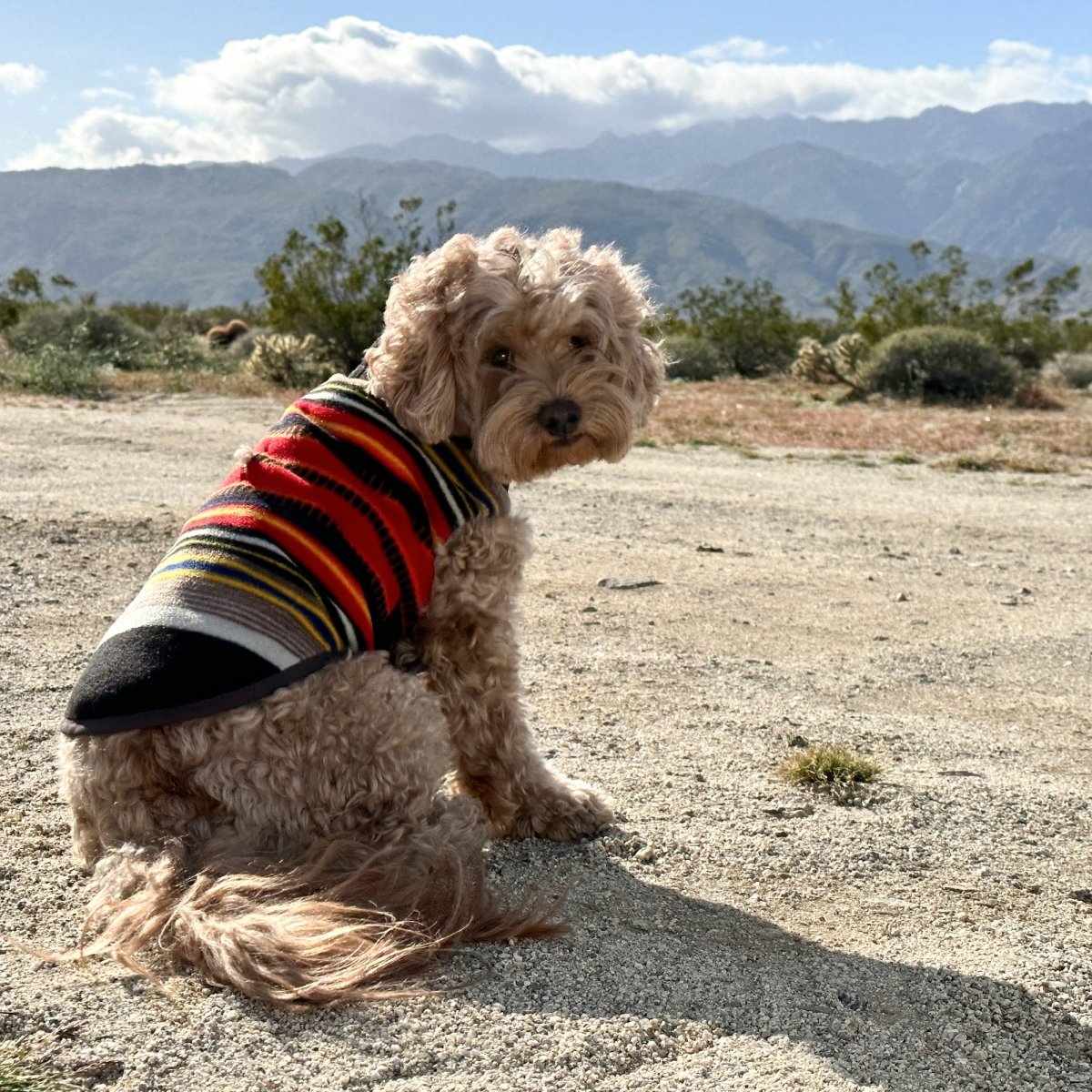 Pendleton National Park Winter Dog Vest For Small to Extra Large Dogs