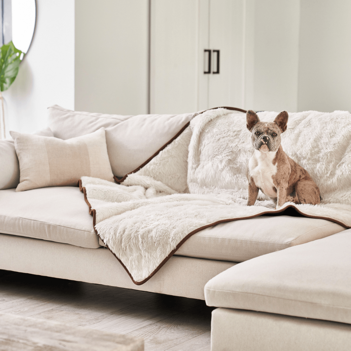 French bulldog sitting on a beige sofa with a soft pet blanket in a modern living room.