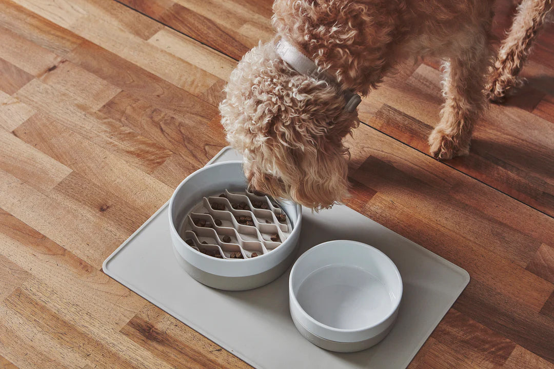 Large dog eating from porcelain food with slow feeder