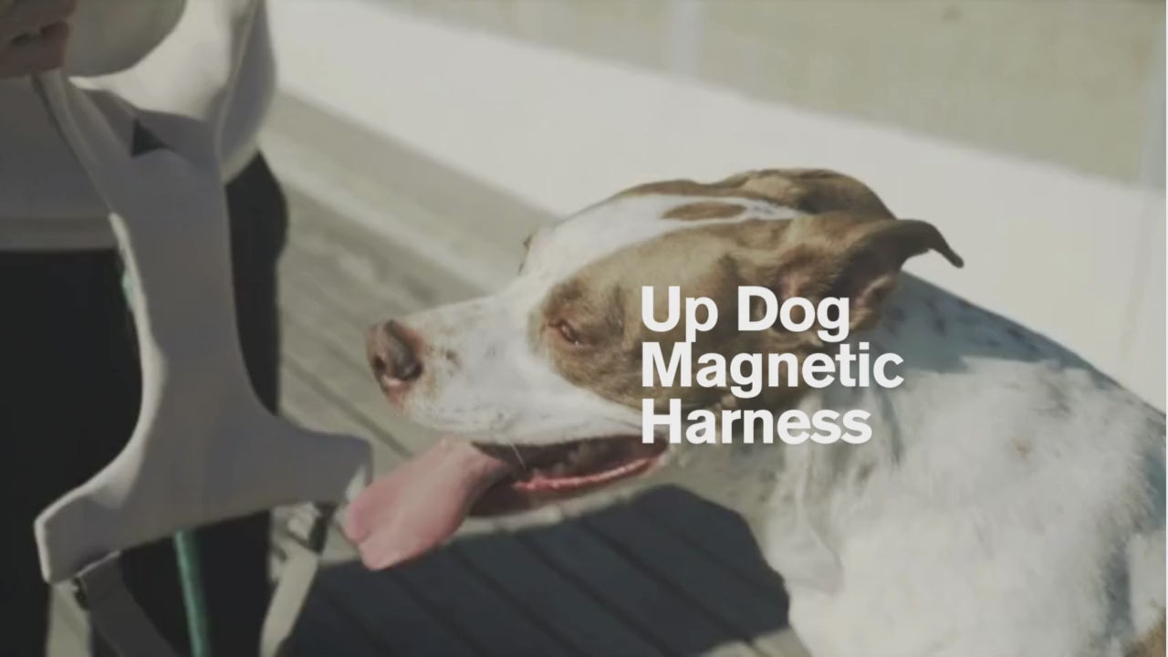 Video best dog harness for strong large breeds Updogs brand