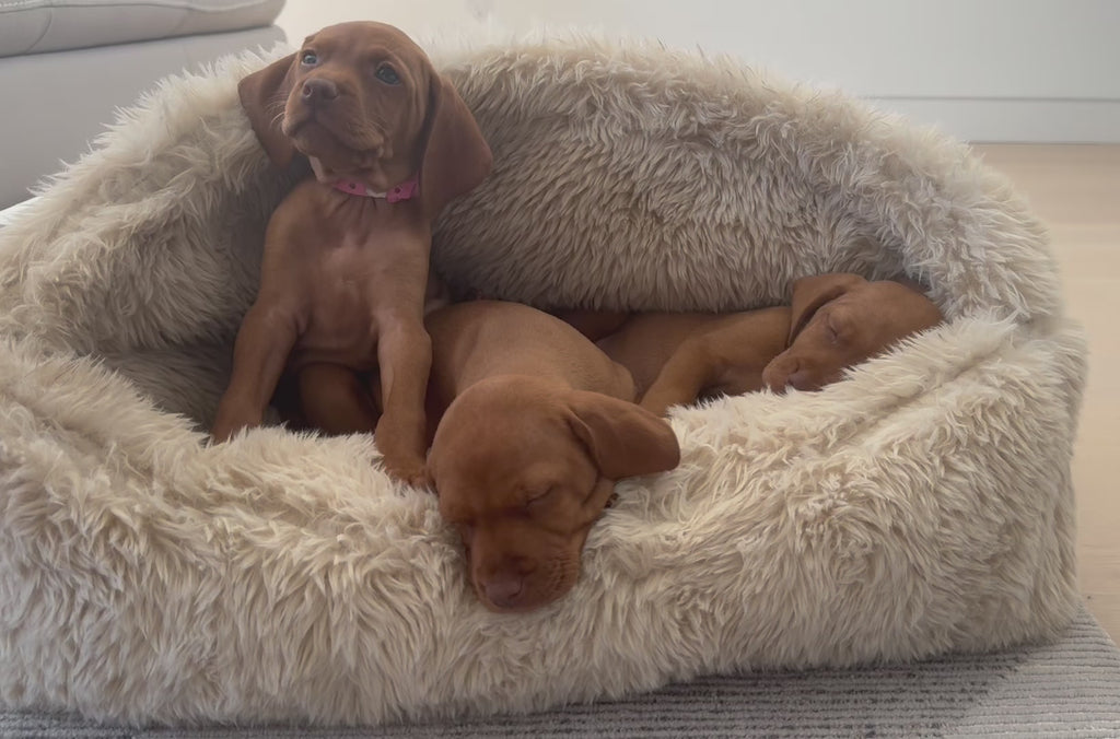 A calming plush canopy dog bed for puppies