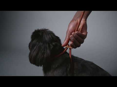 How to put ray dog harness video