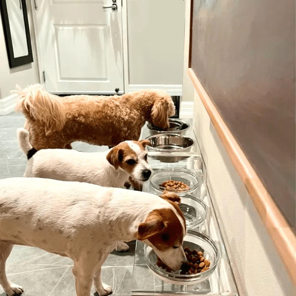Three dogs eating from bowls with acrylic stand in the kitchen.
