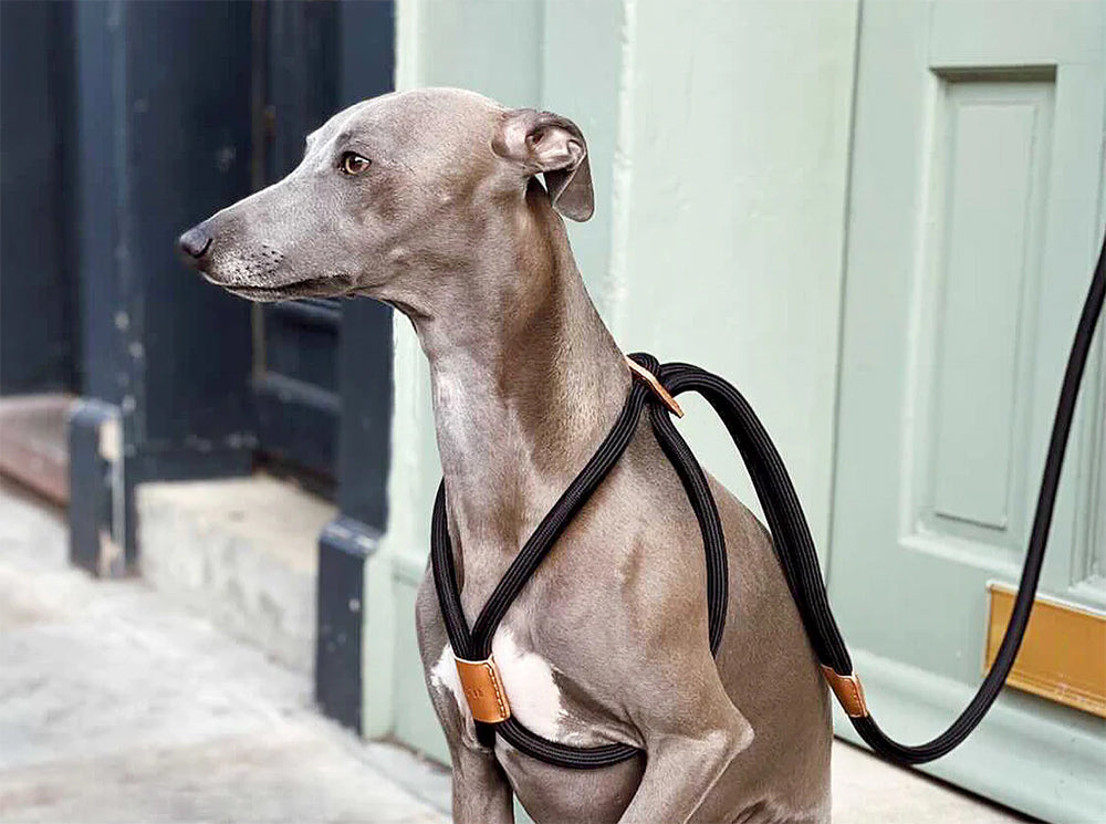 Italian greyhound with black ray luxury harness