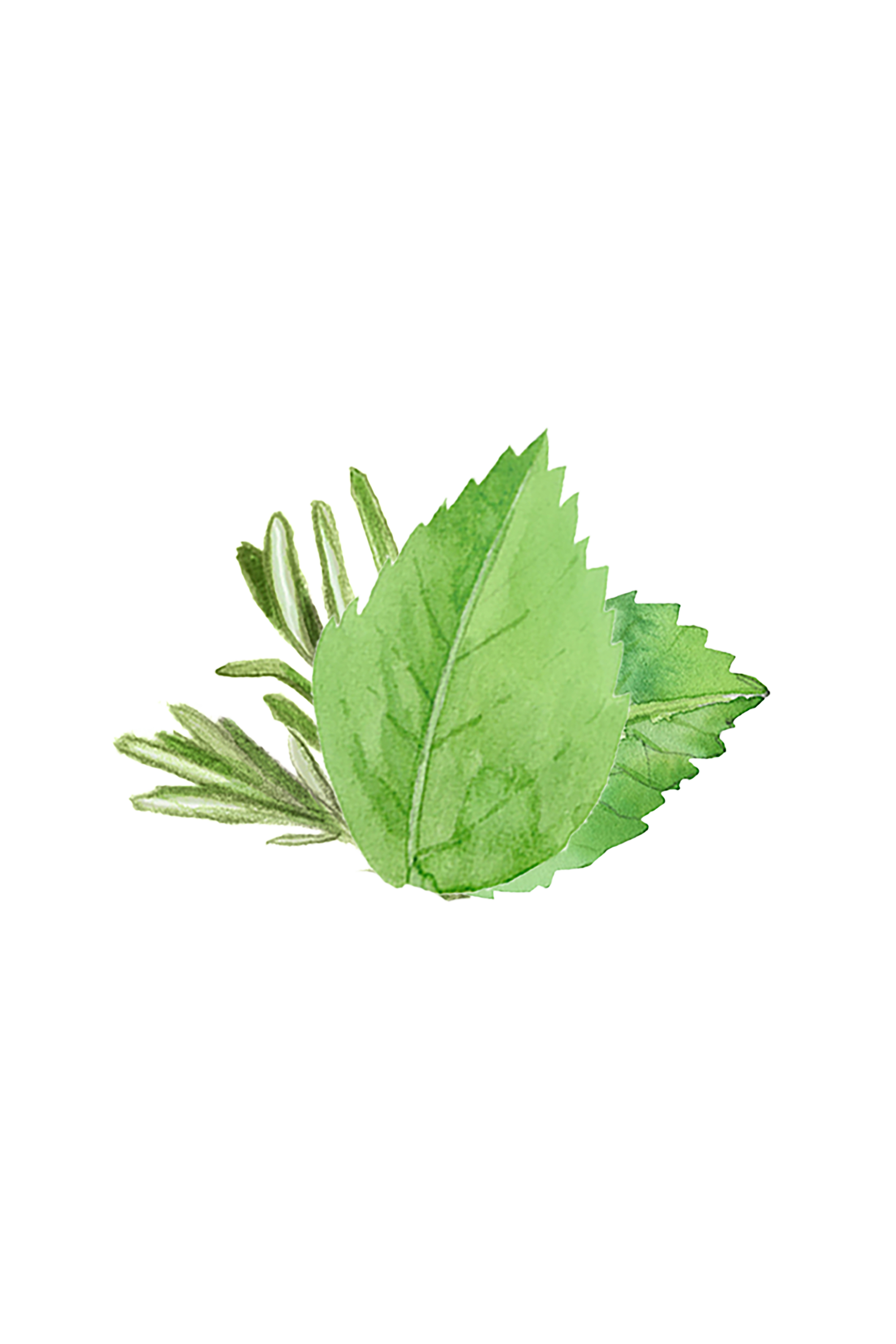 Moisturizing Body Wash | Rosemary & Mint