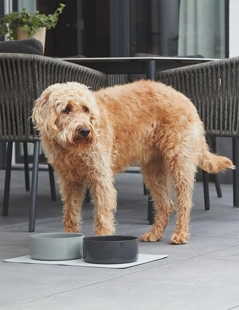 large size porcelain dog bowls from Miacara