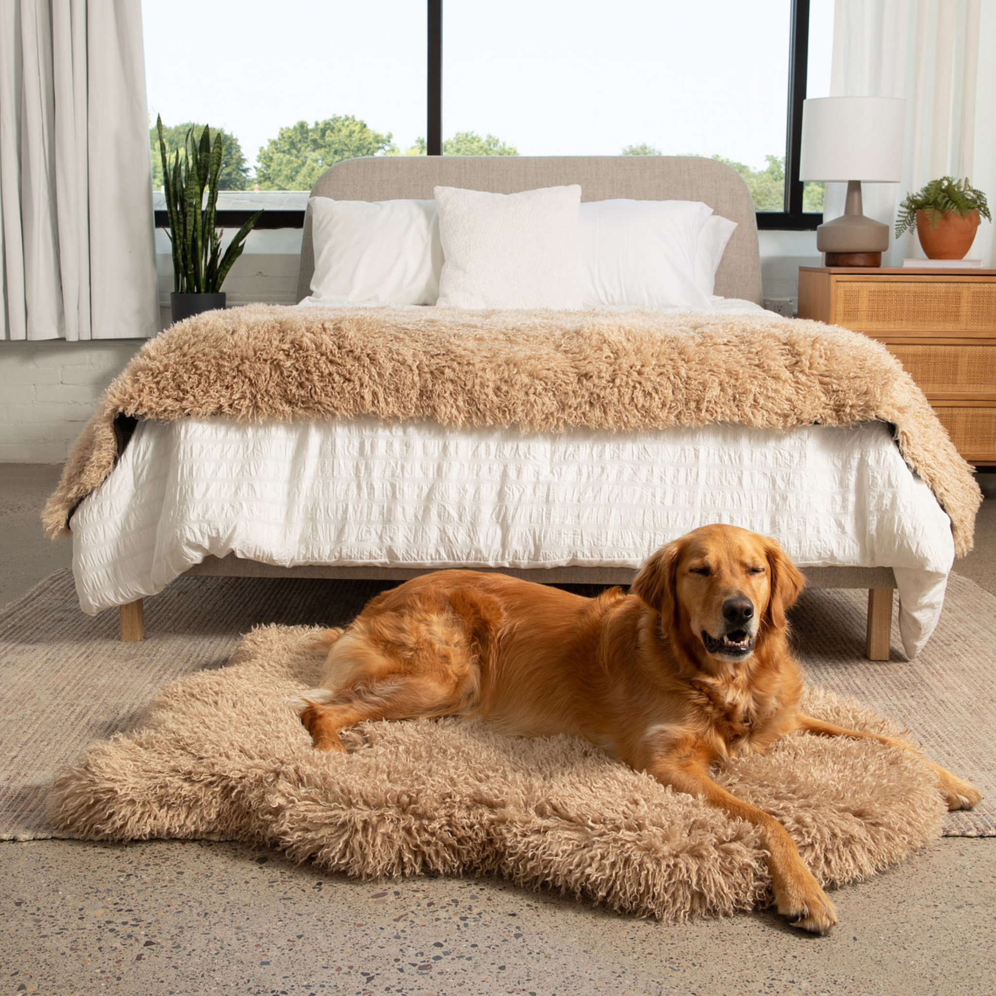 Golden retriever dog lying on a fluffy rug in front of a bed with a beige blanket