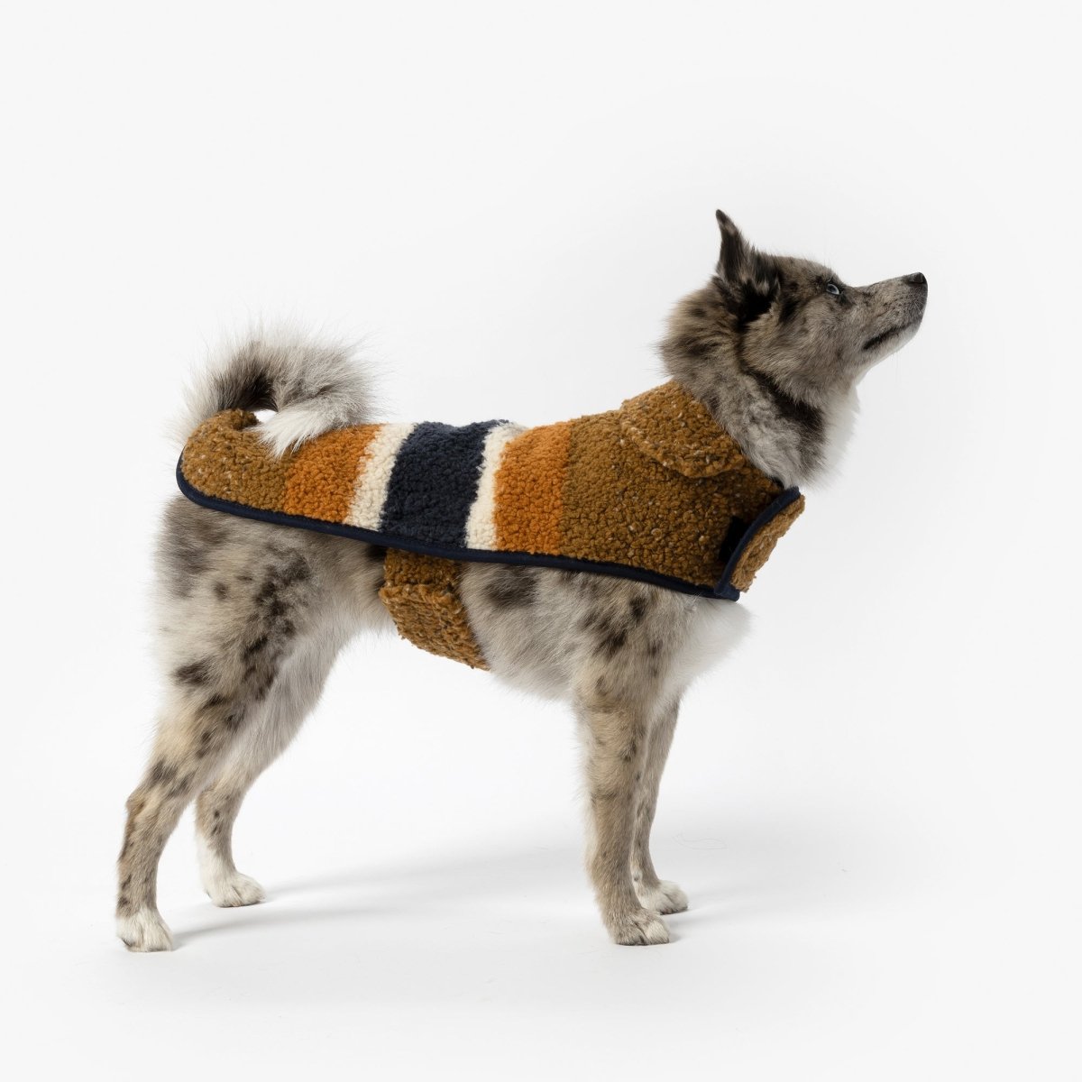 Large dog wearing a Shinola striped sweater on a white background