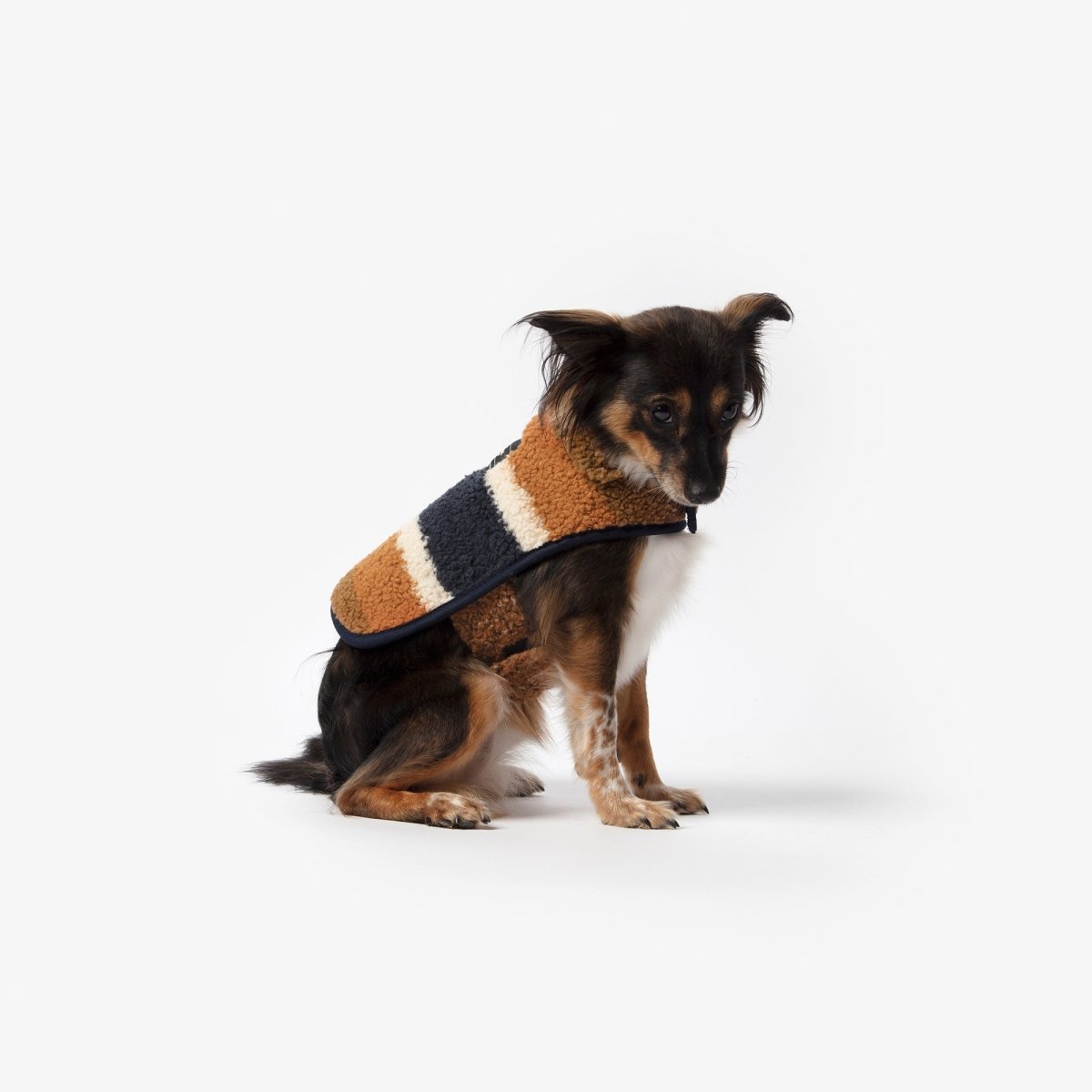 Small dog wearing a striped luxury Shinola sweater on a white background