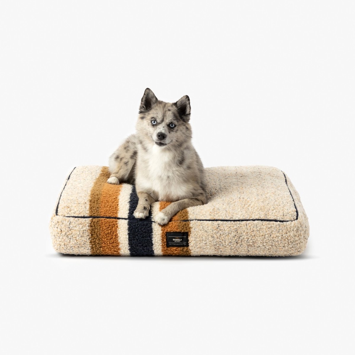 Husky puppy sitting on a Shinola brand striped pet bed with a white background