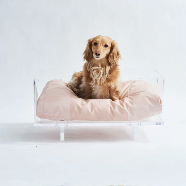 dachshund on a stylish acrylic bed