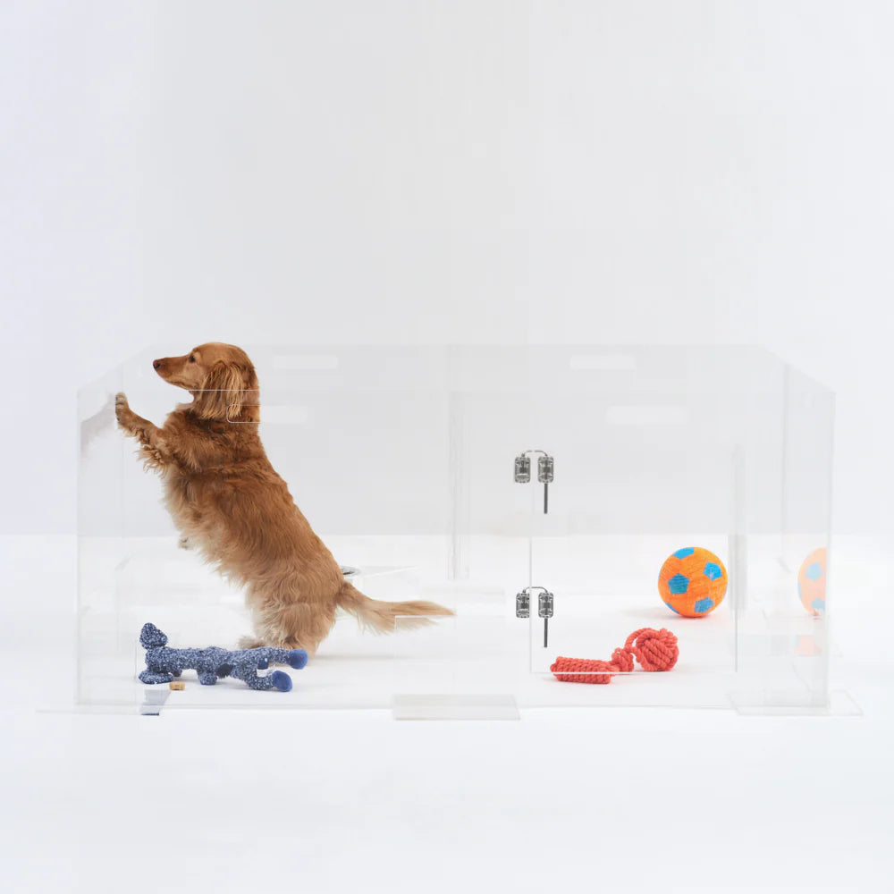 Dachshund inside a modern clear acrylic playpen for small dogs