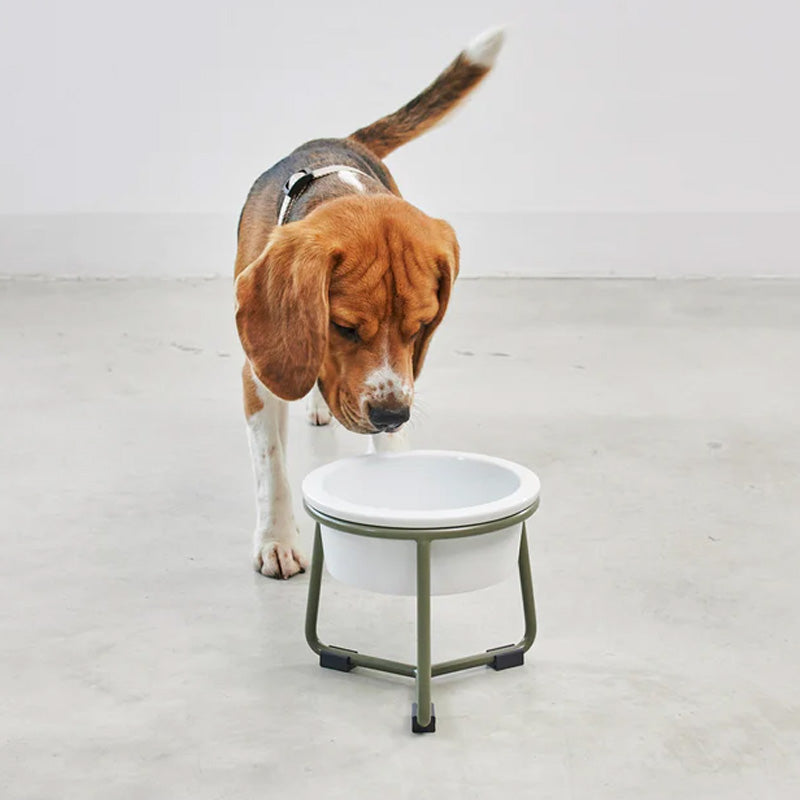 Shop the best porcelain dog bowl for beagle breed and small dogs. 