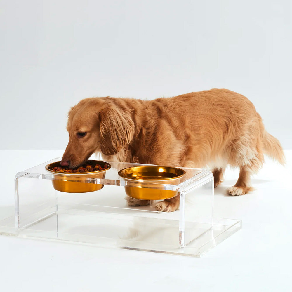 Dachshund eating from elevated dog feeder