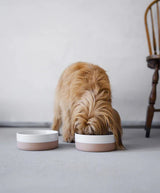 Small dog eating from Miacara coppa porcelain dog bowl for food and water