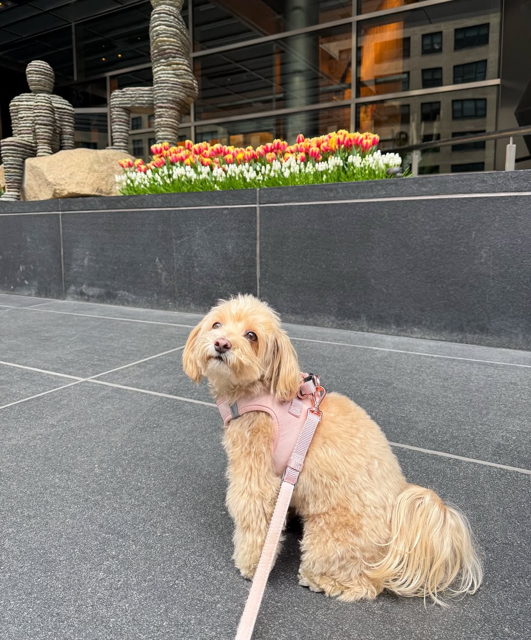 City Dog Leash - Blush