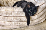 Black cat on soft luxurious cat blanket 