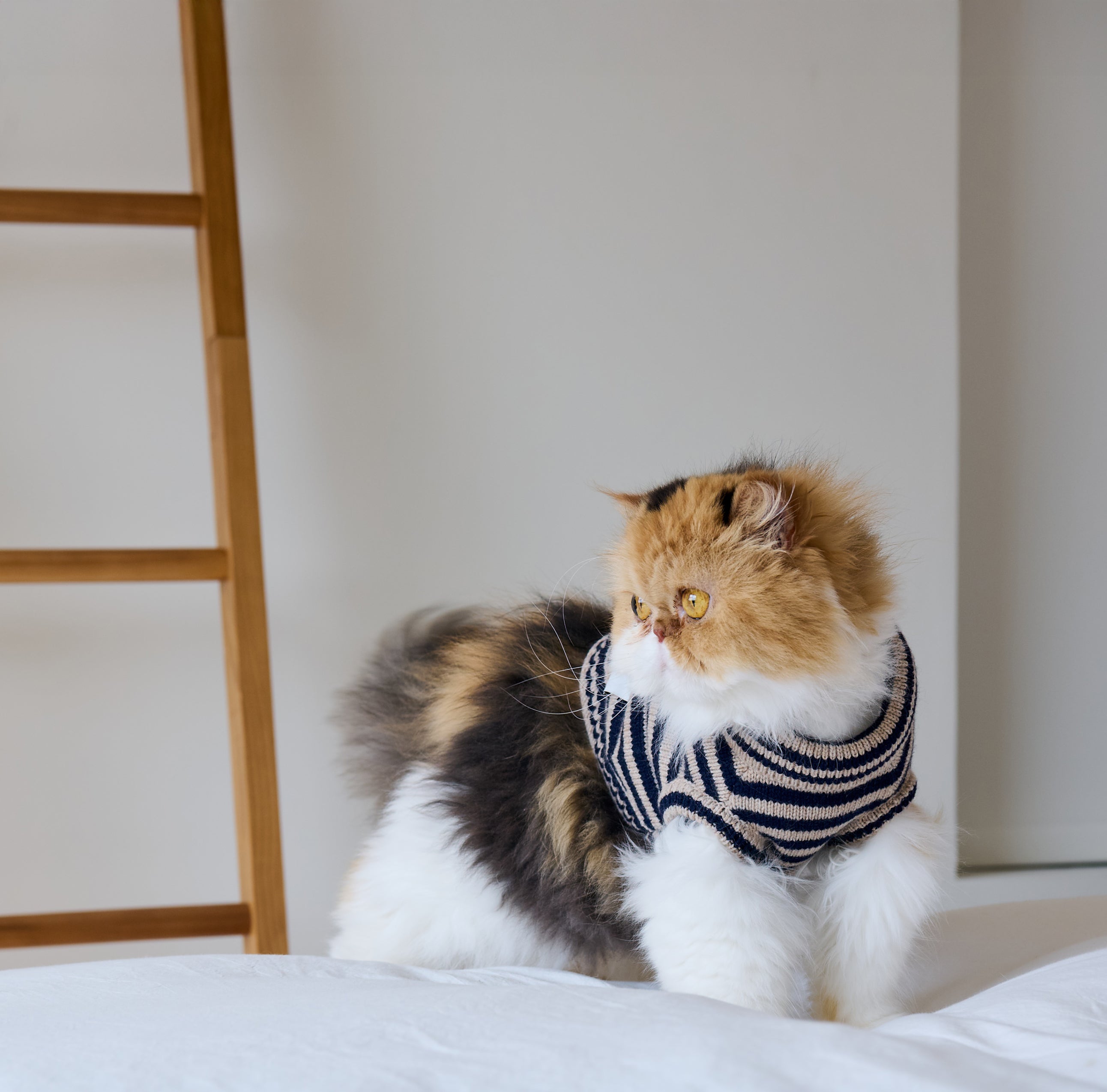 Nooee Small Polo Wool Sweater For Cats & Dogs | 100% Wool Knit