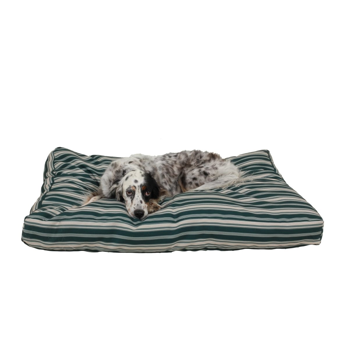 Large dog lying on a striped pet bed with green and beige pattern
