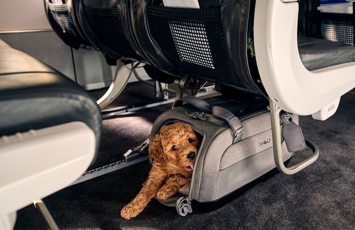 Dog in a pet carrier inside an airplane