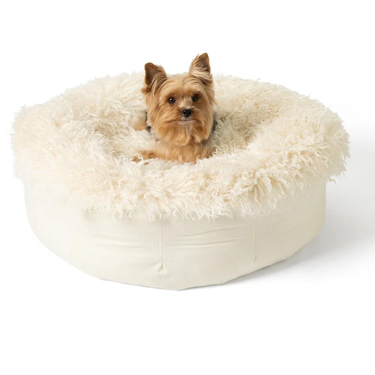 Toy dog sitting on a fluffy white donut bed for small cup size puppies