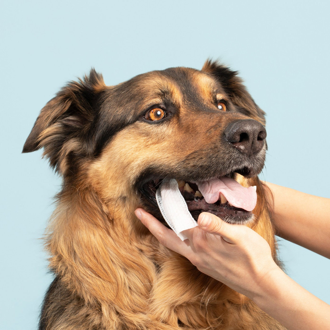 Dog being groomed with dental wipe against a light blue background
