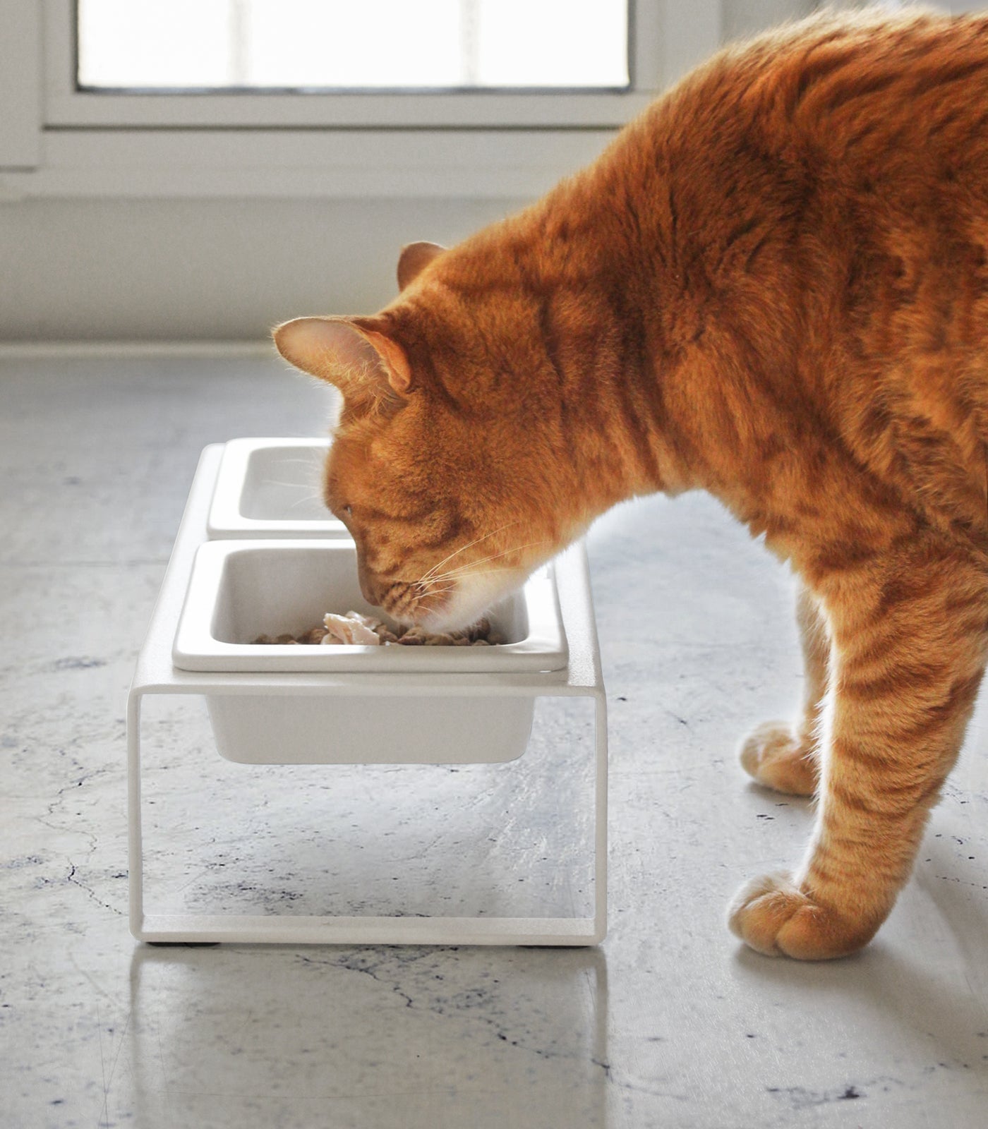 Orange cat eating from yamazaki pet feeder with ceramic bowls