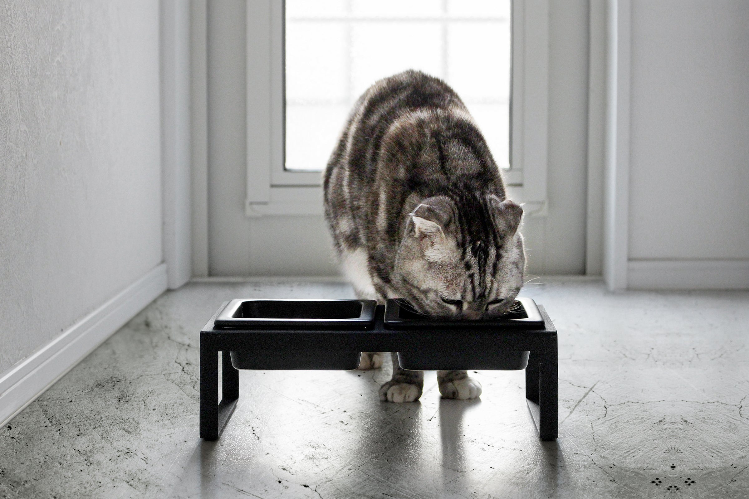 cat eating from medium size yamazaki cat feeder with black stand and ceramic bowls