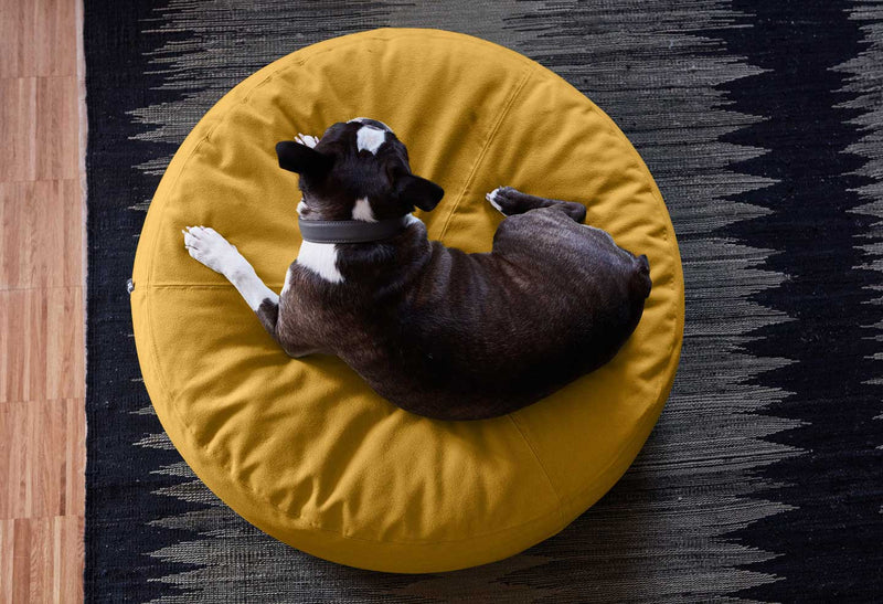 Boston terrier sleeping on Stella cushion from Miacara