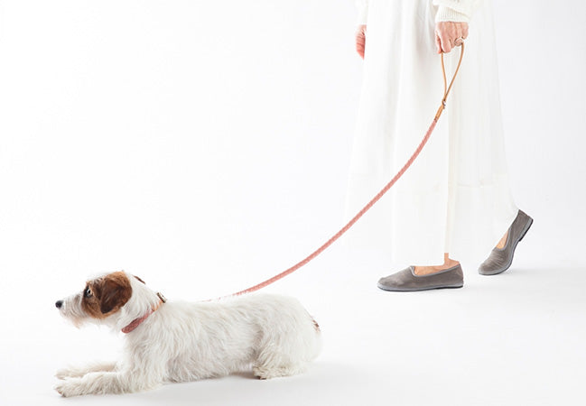 Small dog walking with Ferdinando microfiber dog collar
