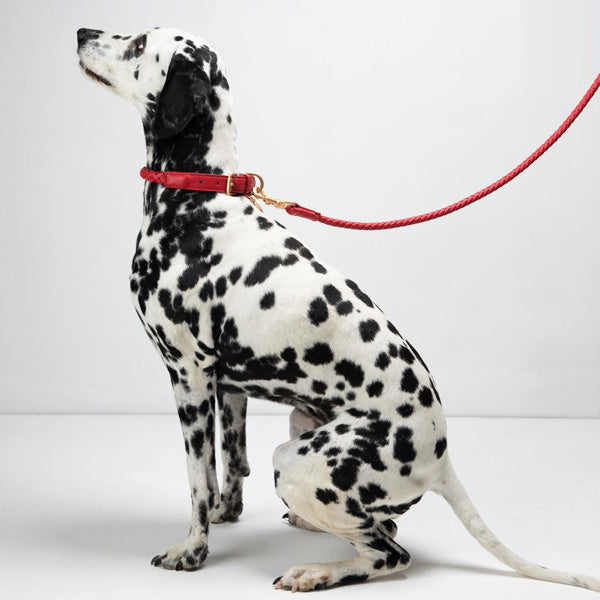 Dalmatian with stylish italian leather dog collar and leash in red color.