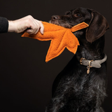 Brown dog with a beautiful leather collar