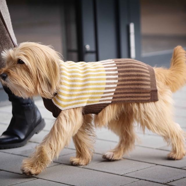 Your dog will love our stylish dog sweater