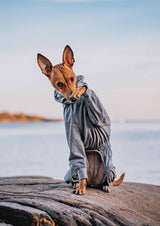 Paikka dog shirt in grey color