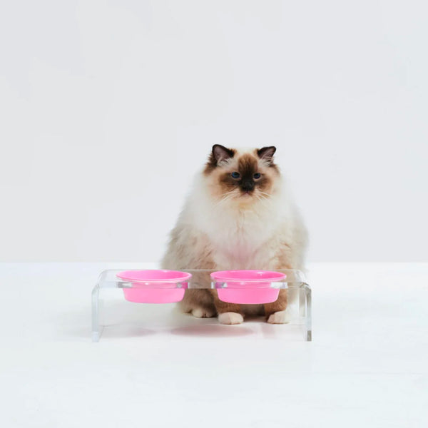 Siamese cat standing next to an elevated acrylic pet feeder
