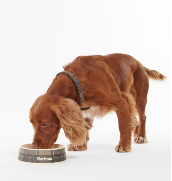 Cocker Spaniel drinking water from Barbour Dog Bowl in Tartan 